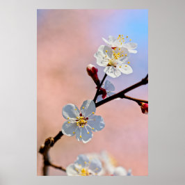 Classy White Japansk Apricot Flowers Poster