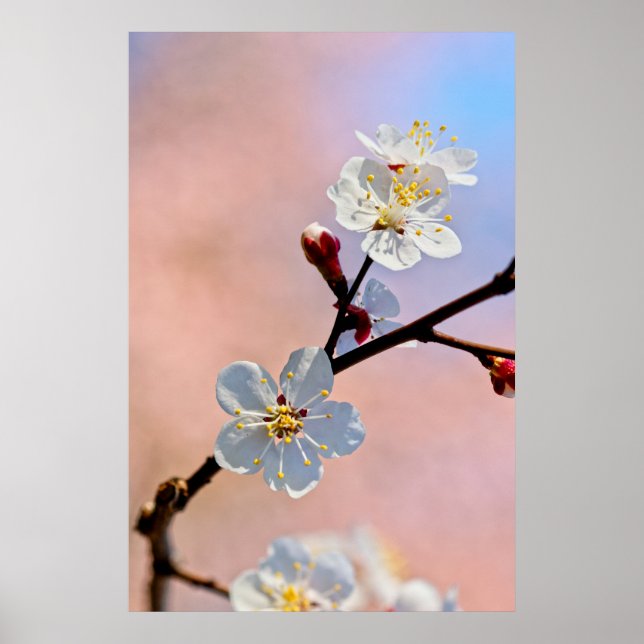 Classy White Japansk Apricot Flowers Poster (Framsidan)
