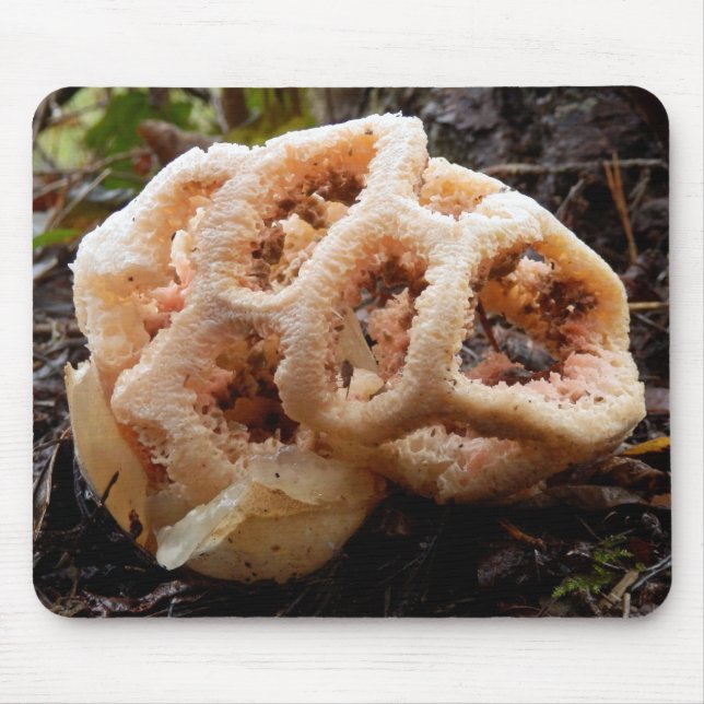 Clathrus ruber Musmatta (Framsidan)