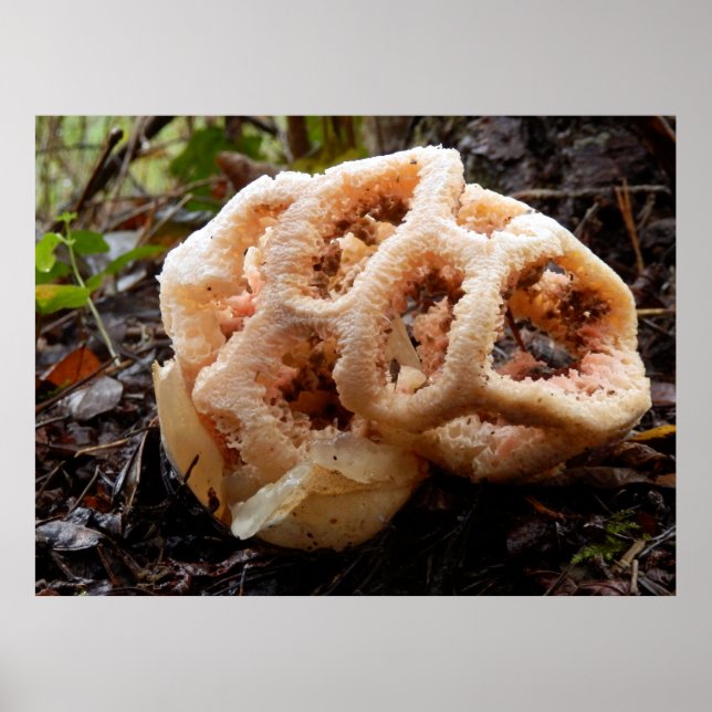 Clathrus ruber Poster (Framsidan)