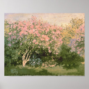 Claude Monet Lilac i Sol, 1873 Poster