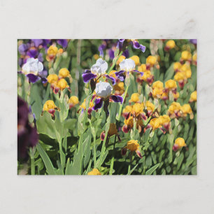 Claude Monet Type Stylized Garden Iris Vykort