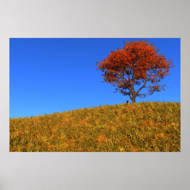 Clear Autumn Day Print Poster (Framsidan)