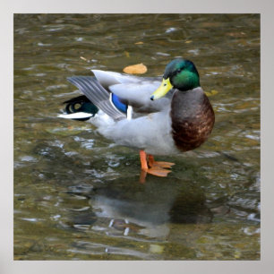 Clear Bäck Mallard Anka Poster