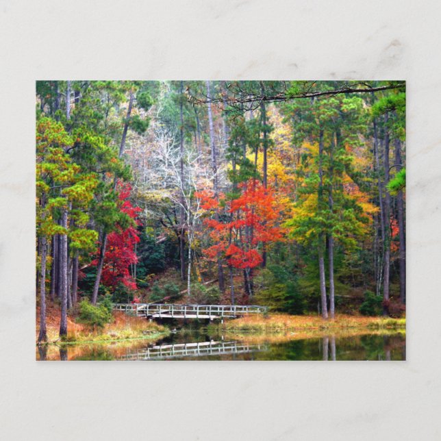 Clear Springs - Homochitto National Forest Vykort (Framsida)