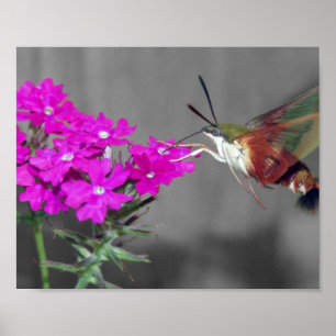 Clear Vinge Humming Bird Moth Poster