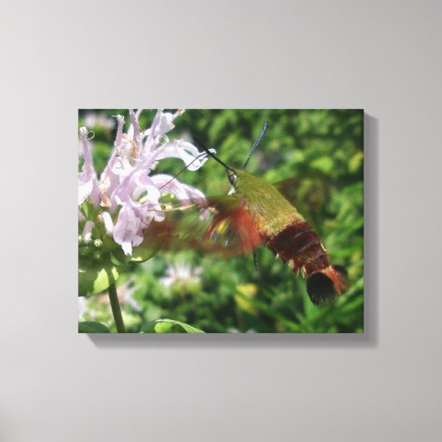 Clear Vinge Hummingbird Moth Canvastryck (Framsida)