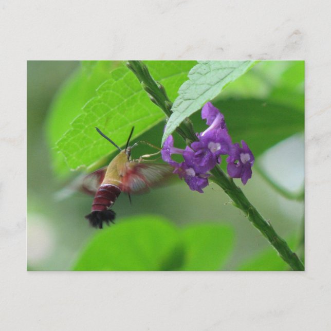 Clearing av vykort för måne (Framsida)