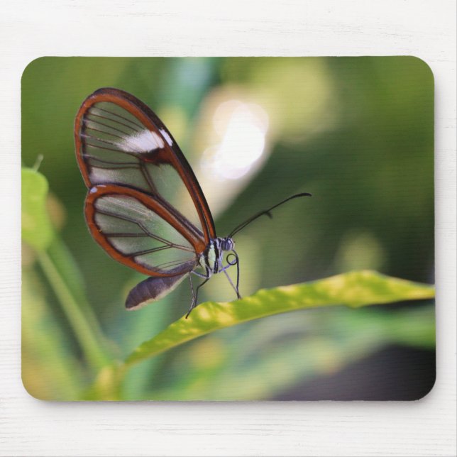 Clearing Butterfly Musmatta (Framsidan)