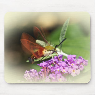 Clearing Hawk Moth - Hemaris thysbe Musmatta