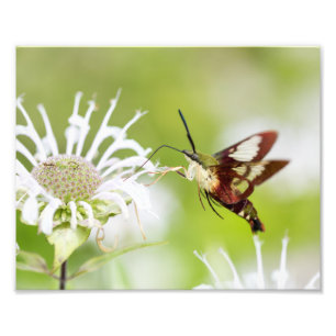 Clearing Hummingbird Moth Fototryck