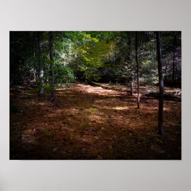 Clearing i en Mörk Forest Poster (Framsidan)