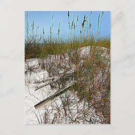 Clearwater Beach Florida art presenter Vykort