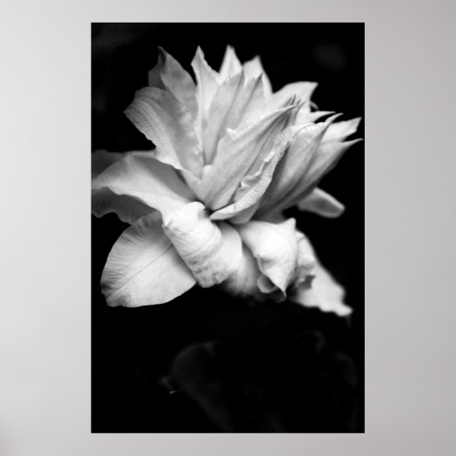 Clematis 1 Black and White Floral Photography Poster (Framsidan)