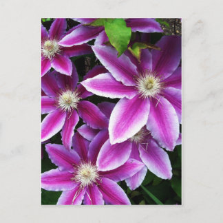 Clematis#1 Vykort