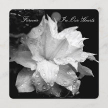 Clematis 2b Daggdroppar Begravningsannons