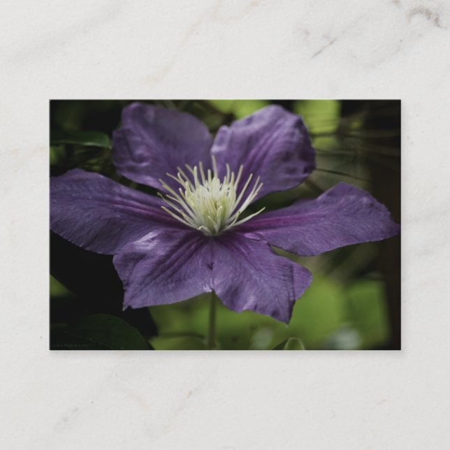 Clematis 8510 Mini Print Visitkort (Framsida)