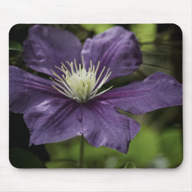 Clematis 8510 Mousepad Musmatta (Framsidan)