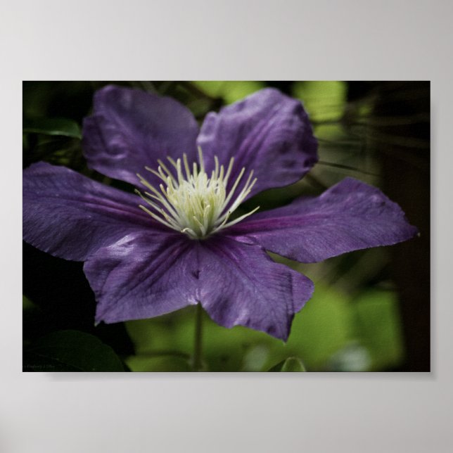 Clematis 8510 Print Poster (Framsidan)