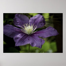 Clematis 8510 Skriv ut Poster