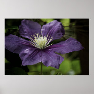 Clematis 8510 Skriv ut Poster