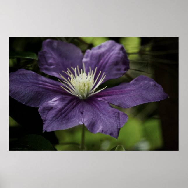 Clematis 8510 Skriv ut Poster (Framsidan)