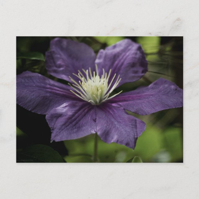 Clematis 8510 vykort (Framsida)