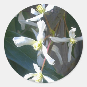 Clematis Armandii Blommar Sticker Runt Klistermärke