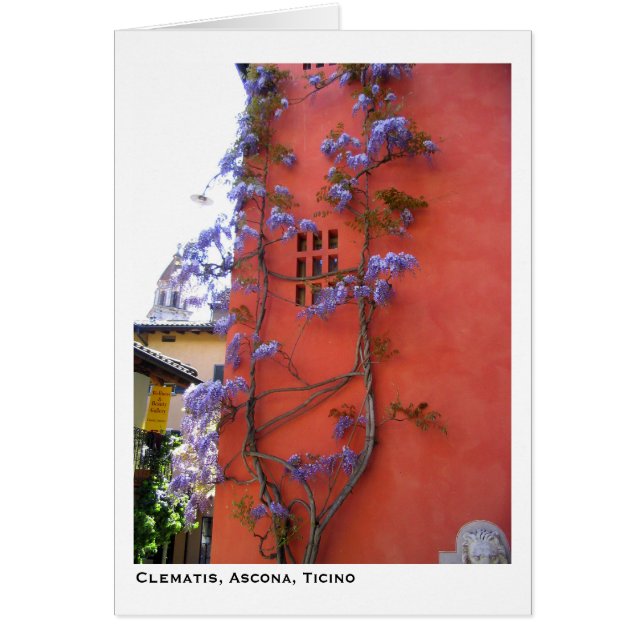 Clematis Ascona, Ticino Hälsningskort (Framsidan)