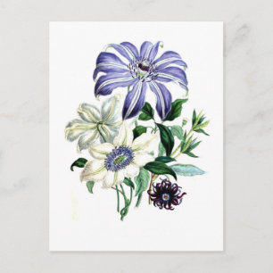 Clematis av Jane Loudon Vykort