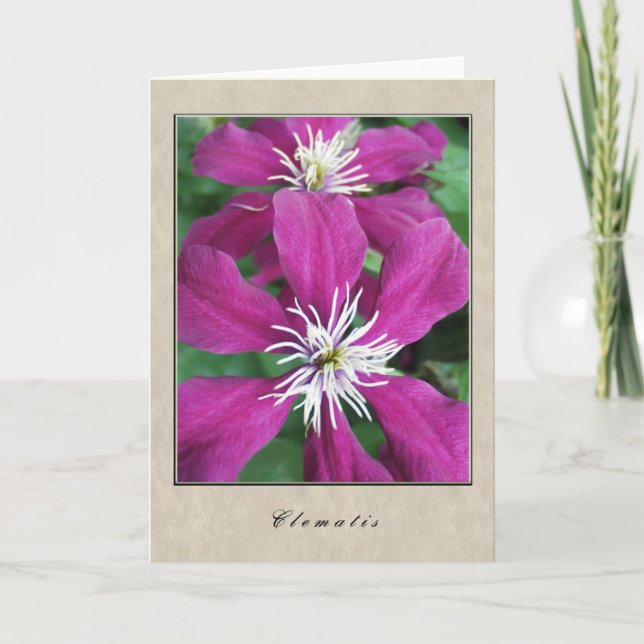 Clematis - blom- serie kort (Framsida)
