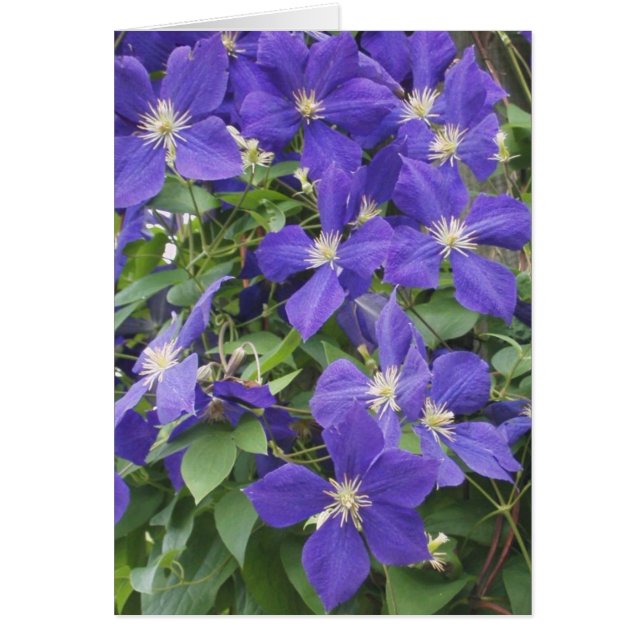 CLEMATIS, BLUE OBS KORT (Framsidan)