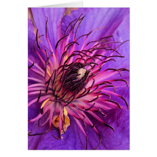 CLEMATIS CARD HÄLSNINGSKORT (Framsidan)