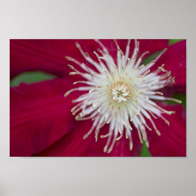 Clematis Closeup Poster (Framsidan)