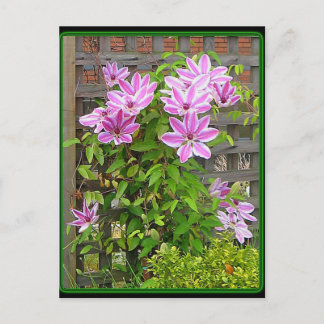 Clematis Cluster Postcard Vykort