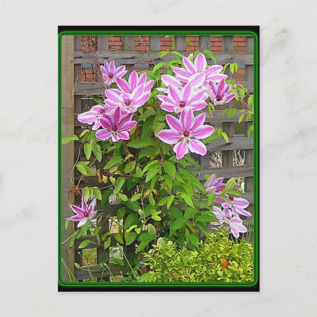 Clematis Cluster Postcard Vykort (Framsida)