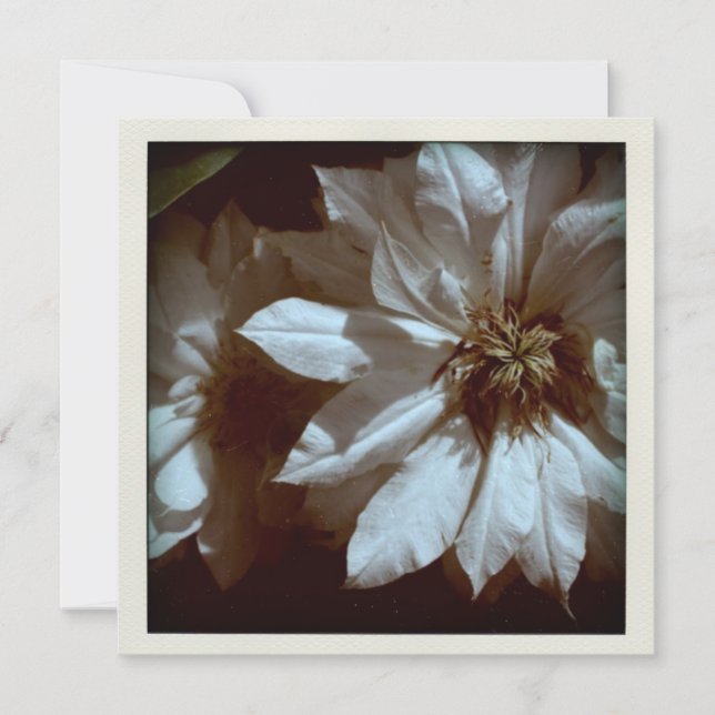 Clematis Floral Photography 2 Funeral Notice Inbjudningar (Framsida)