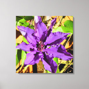 CLEMATIS FLOWER CANVASTRYCK