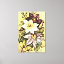 Clematis Flower Growers Botanical Art
