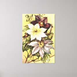 Clematis Flower Growers Botanical Art Canvastryck