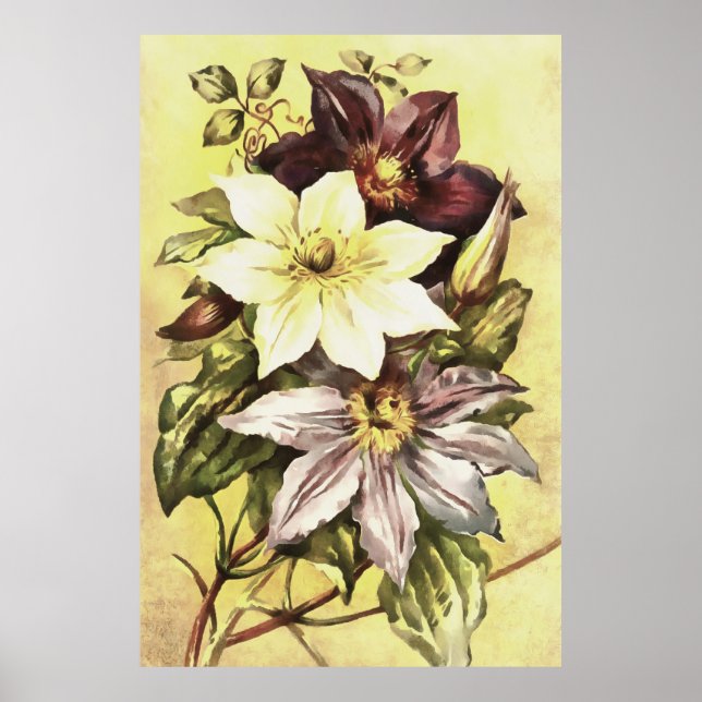 Clematis Flower Growers Botanical Art Poster (Framsidan)