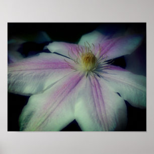 Clematis Flower Petals på nära håll Poster