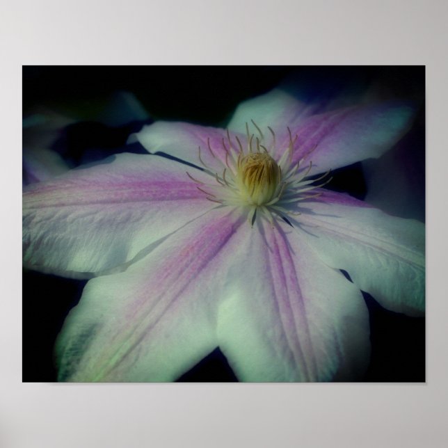 Clematis Flower Petals på nära håll Poster (Framsidan)