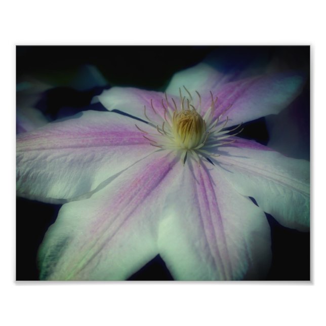Clematis Flower Petals Up 8 x 10 Fototryck (Framsidan)