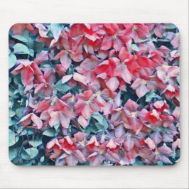 Clematis Flowers Musmatta