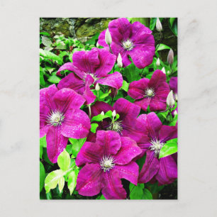 Clematis Flowers Vykort