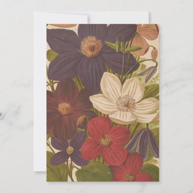 Clematis | George Nicholson (Framsida)