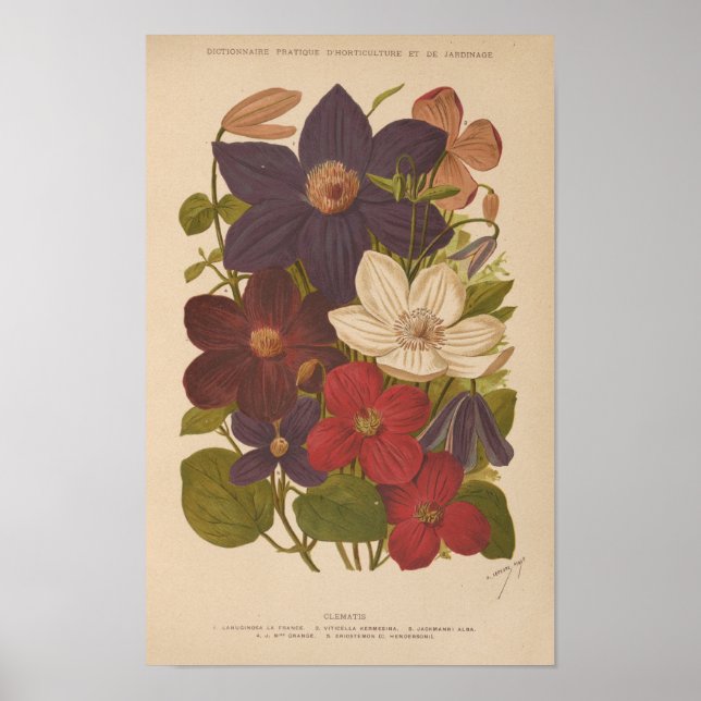 Clematis | George Nicholson Poster (Framsidan)