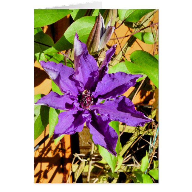 CLEMATIS GREETING CARD HÄLSNINGSKORT (Framsidan)