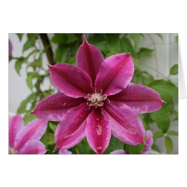 Clematis Hälsningskort (Framsidan Horizontal)